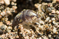 Alloniscus perconvexus