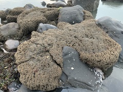 Neosabellaria kaiparaensis