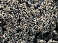 Neosabellaria kaiparaensis