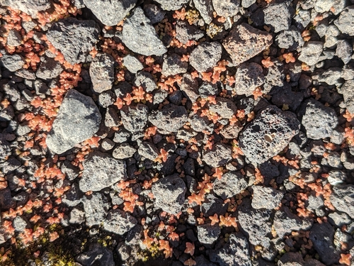Crassula sieberiana, 2020-12-26