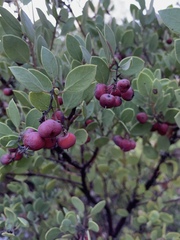 Arctostaphylos bakeri