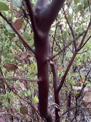 Arctostaphylos bakeri