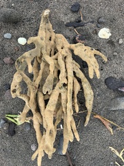 Callyspongia