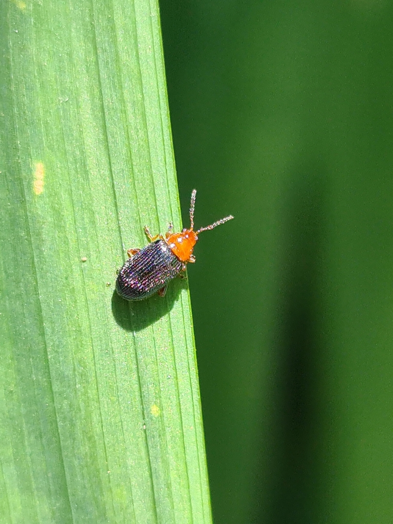 Trichaltica saltensis