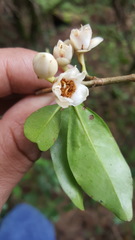 Ternstroemia