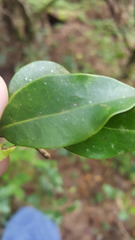 Ternstroemia