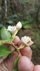 Ternstroemia