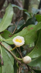 Ternstroemia