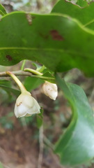 Ternstroemia
