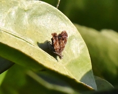 Choreutis emplecta