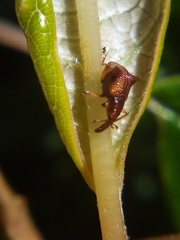 Oropterus coniger