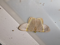 Phrygionis paradoxata