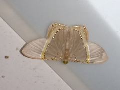 Phrygionis paradoxata