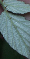 Rubus incanus