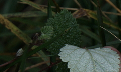 Rubus incanus