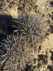 Ferocactus fordii borealis