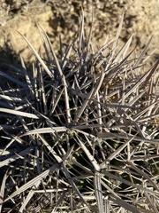 Ferocactus fordii borealis