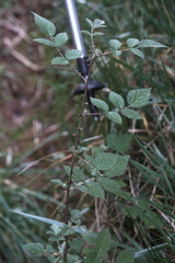 Rubus incanus