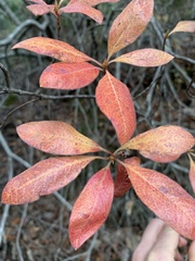 Rhododendron occidentale