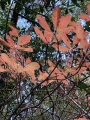Rhododendron occidentale