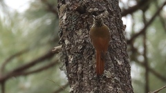 Lepidocolaptes leucogaster