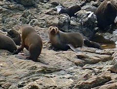 Arctocephalus tropicalis