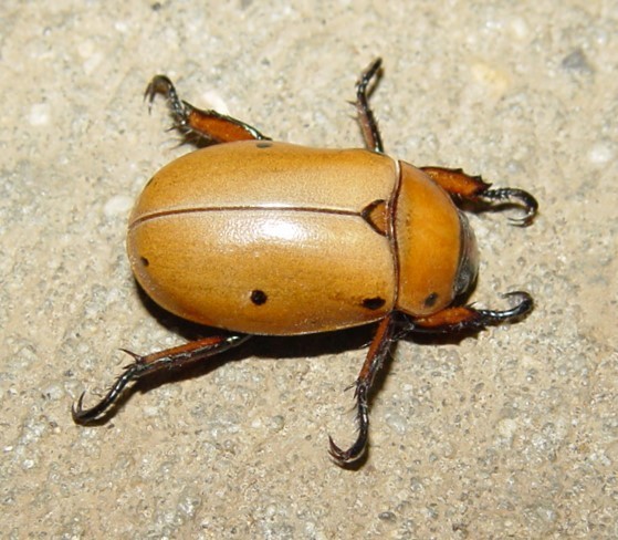 Grapevine Beetle (Pelidnota punctata) · iNaturalist