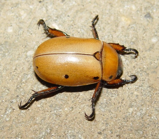 Grapevine Beetle (Pelidnota punctata) · iNaturalist