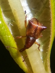 Oropterus coniger