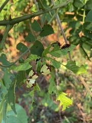 Paraselenis aulica