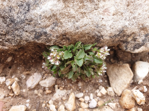 Alpine Scurvy-grass (Rhizobotrya alpina)