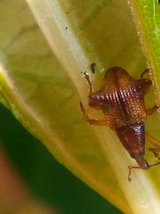 Oropterus coniger