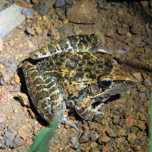 Sharp-nosed ridged frog