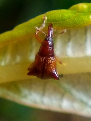 Oropterus coniger