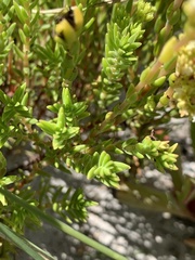 Crassula subulata fastigiata