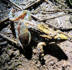 Ptychadena mossambica