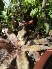 Cryptanthus