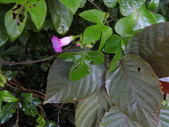 Ipomoea peteri
