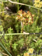 Crassula subulata fastigiata
