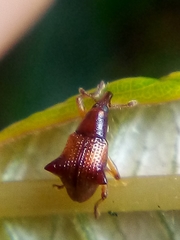 Oropterus coniger