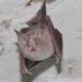 Greater Horseshoe Bat - Photo (c) Arnold Wijker, some rights reserved (CC BY-NC), uploaded by Arnold Wijker