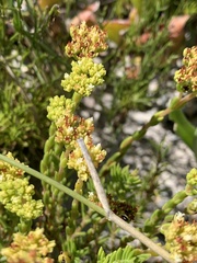 Crassula subulata fastigiata