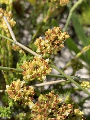 Crassula subulata fastigiata