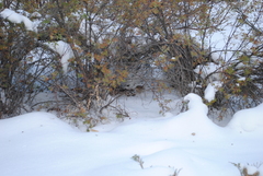 Troglodytes pacificus