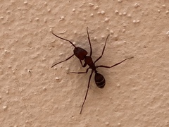 Camponotus leydigi