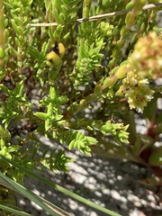 Crassula subulata fastigiata