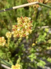 Crassula subulata fastigiata