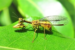 Spaminta minjerribae