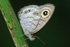 Ypthima horsfieldii humei
