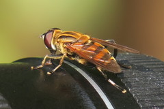 Helophilina
